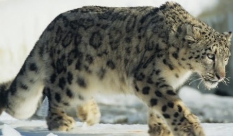 Snow Leopard